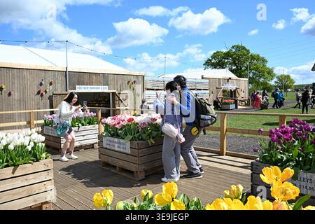 750 000 tulipes sont maintenant en pleine floraison. Le champ de tulipes à Tulleys ont plus de 100 variétés qui créent un spectacle naturel à couper le souffle. Chaque variété présente son propre éclat unique de couleur, de forme et de taille se réunissant pour créer un paysage pittoresque. Cuisine traditionnelle néerlandaise de rue, café et divertissement itinérant en direct avec moulins à vent emblématiques en arrière-plan ... Banque D'Images