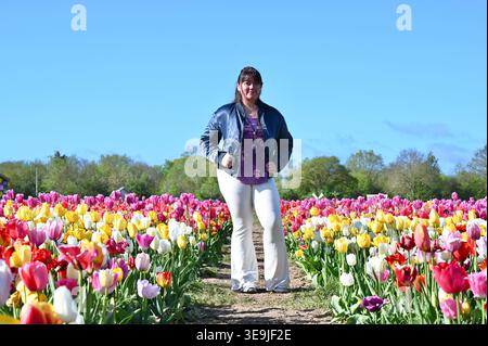 750 000 tulipes sont maintenant en pleine floraison. Le champ de tulipes à Tulleys ont plus de 100 variétés qui créent un spectacle naturel à couper le souffle. Chaque variété présente son propre éclat unique de couleur, de forme et de taille se réunissant pour créer un paysage pittoresque. Cuisine traditionnelle néerlandaise de rue, café et divertissement itinérant en direct avec moulins à vent emblématiques en arrière-plan ... Banque D'Images