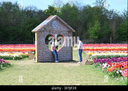 750 000 tulipes sont maintenant en pleine floraison. Le champ de tulipes à Tulleys ont plus de 100 variétés qui créent un spectacle naturel à couper le souffle. Chaque variété présente son propre éclat unique de couleur, de forme et de taille se réunissant pour créer un paysage pittoresque. Cuisine traditionnelle néerlandaise de rue, café et divertissement itinérant en direct avec moulins à vent emblématiques en arrière-plan ... Banque D'Images