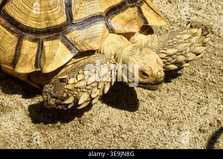 Une tortue africaine (Centrochelys sulcata), également connue sous le nom de tortues sulcata, Banque D'Images