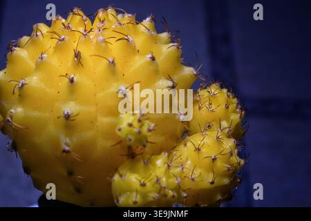 Gros plan macro extrême d'un cactus Gymnocalycium mihanovichii, jaune éclatant, communément appelé cactus lunaire. Banque D'Images