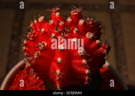 Macro-plan extrême d'un cactus Gymnocalycium mihanovichii panaché rouge, communément appelé cactus lunaire. Banque D'Images