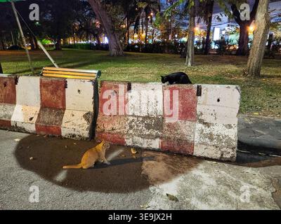 Des chats jouant dans le parc de Bangkok la nuit Banque D'Images