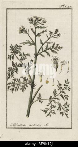 Noble yarrow, Achillea nobilis. Gravure sur cuivre de Johannes Zorn's Icones plantarum medicinalium, illustrations of Medical plants, Afbeeldingen der Artseny-Gewassen, J.C. Sepp, Amsterdam, Hollande, 1796. Zorn (1739-1799) était un pharmacien et botaniste allemand qui voyageait dans toute l'Europe à la recherche de plantes médicinales. Banque D'Images