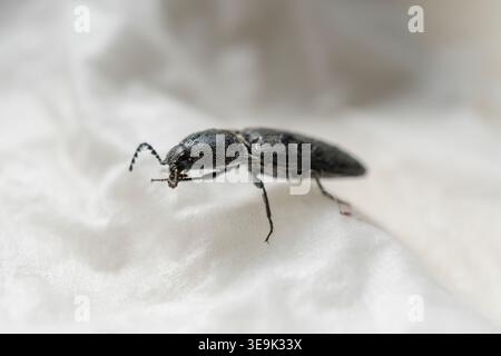 Macro gros plan d'un Iridescent Metallic Click Beetle sur un tissu texturé Banque D'Images