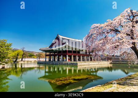 Palais Gyeongbokgung avec cerisier en fleurs à Séoul, Corée du Sud. Banque D'Images
