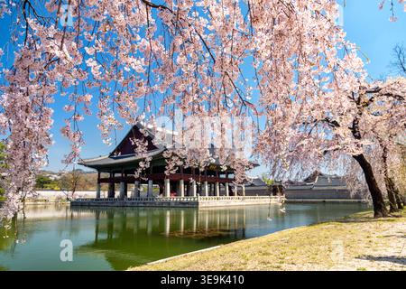 Palais Gyeongbokgung avec cerisier en fleurs à Séoul, Corée du Sud. Banque D'Images