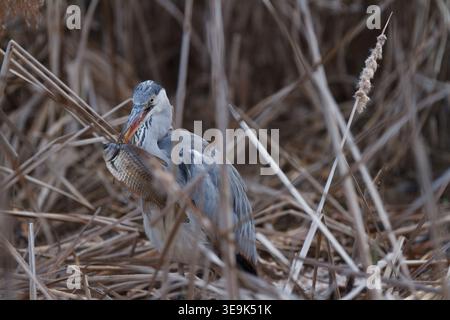 Héron gris (Ardea cinerea) mangeant un gros poisson dans un parc de Kanagawa, au Japon. Banque D'Images
