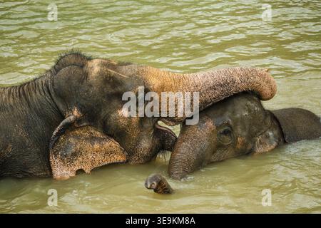 Éléphant d'Asie adulte interagissant doucement avec l'éléphant veau tout en nageant dans la rivière boueuse, scène de la faune en gros plan en Thaïlande Banque D'Images