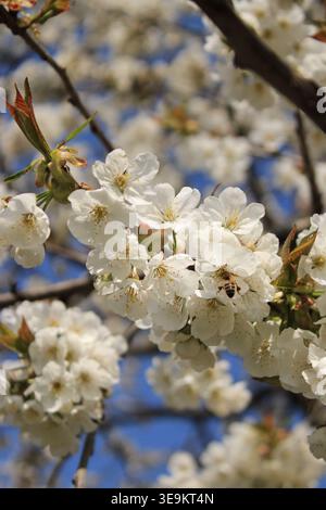 L'arbre en fleurs de cerisier montre de nombreuses fleurs blanches avec des abeilles collectant le nectar. Le ciel bleu clair est visible en arrière-plan. C'est le printemps et le fl Banque D'Images