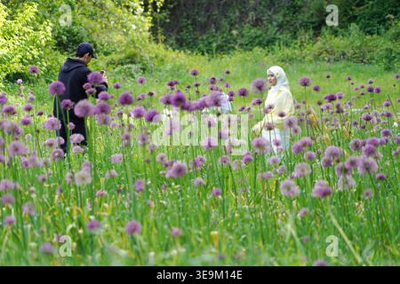 Tachkent, Ouzbékistan. 18 avril 2026. Les touristes apprécient leur voyage au Centre de Tachkent du jardin Global Allium Chine-Ouzbékistan à Tachkent, Ouzbékistan, le 18 avril 2026. Diverses espèces d'alliums sont maintenant en pleine floraison au Centre de Tachkent du jardin global d'allium Chine-Ouzbékistan. Crédit : Zafar Khalilov/Xinhua/Alamy Live News Banque D'Images
