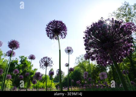 Tachkent, Ouzbékistan. 18 avril 2026. Les fleurs d'Allium sont photographiées au Centre de Tachkent du jardin global d'Allium Chine-Ouzbékistan à Tachkent, Ouzbékistan, le 18 avril 2026. Diverses espèces d'alliums sont maintenant en pleine floraison au Centre de Tachkent du jardin global d'allium Chine-Ouzbékistan. Crédit : Zafar Khalilov/Xinhua/Alamy Live News Banque D'Images