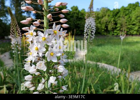 Tachkent, Ouzbékistan. 18 avril 2026. Des fleurs sont photographiées au Centre de Tachkent du jardin Global Allium Chine-Ouzbékistan à Tachkent, Ouzbékistan, le 18 avril 2026. Diverses espèces d'alliums sont maintenant en pleine floraison au Centre de Tachkent du jardin global d'allium Chine-Ouzbékistan. Crédit : Zafar Khalilov/Xinhua/Alamy Live News Banque D'Images