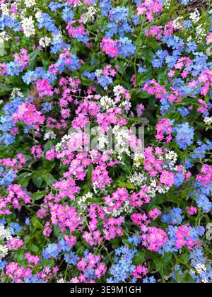 Vue de dessus verticale des fleurs vibrantes de Myosotis en bleu, rose et blanc. Un tapis floral dense dans le jardin botanique de Iasi, Roumanie. Banque D'Images