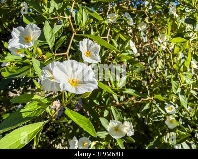 Plante Solanum rantonnetii, fleurs blanches avec étamines jaunes, feuilles vert vif vue en gros plan. Pomme de terre, White Charles ou Lycianthes rantonnetii Banque D'Images