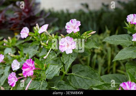 Merveille du Pérou (mirabilis jalapa) fleurs au jardin. Nyctaginaceae vivace originaire d'Amérique tropicale. Il fleurit vers 16 heures, donc il s'appelle t Banque D'Images