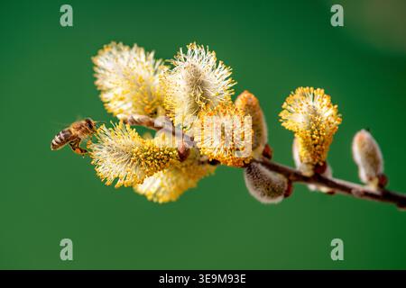 Gros plan d'abeille collectant du pollen sur des chatons de saule en fleurs au printemps. Scène macro détaillée avec fond vert clair montrant la pollinisation, nat Banque D'Images