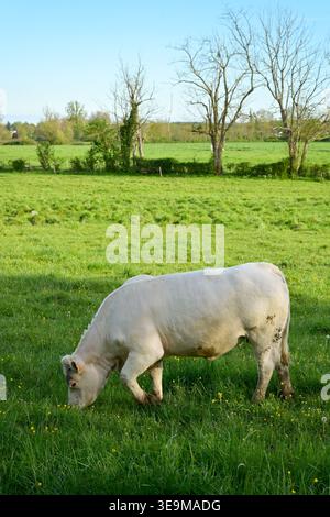 Une vache charolaise pâturant de profil dans un pré au printemps, prise de vue grand angle en vue verticale Banque D'Images