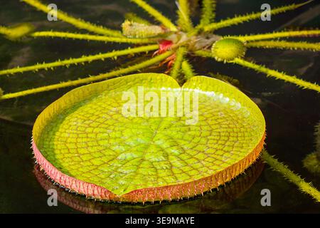 Les feuilles flottantes de Victoria cruziana curvy (Santa Cruz Water Lily, de l'eau plateau, yrupe, Victoria argentine) plante à fleurs tropicales dans un pool de bot Banque D'Images