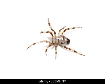 Araignée de jardin européenne Araneus diadematus sur fond blanc Banque D'Images