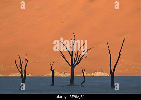Arbres morts en silhouette contre des dunes de sable orange à Deadvlei, Sossusvlei, parc national Namib-Naukluft, Namibie Banque D'Images