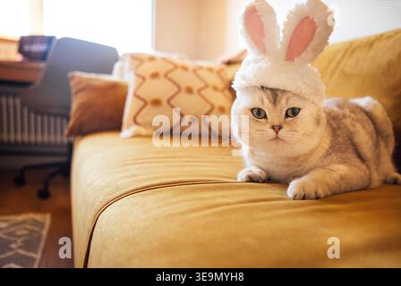 Chat plié écossais avec des oreilles de lapin repose sur un canapé jaune dans un salon lumineux, avec des oreillers décoratifs et un espace de travail en arrière-plan Banque D'Images