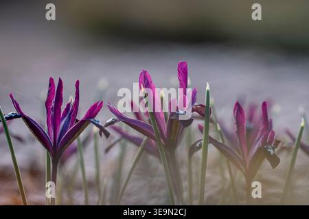 Gros plan de fleurs violettes d'Iris reticulata 'Pauline' (iris nain) fleurissant au début du printemps avec un contre-jour doux et une faible profondeur de champ. Banque D'Images