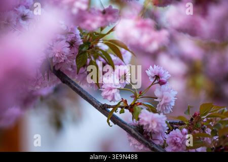 Photo avec mise au point douce d'une branche chargée de fleurs de sakura roses sur un arrière-plan flou rêveur Banque D'Images