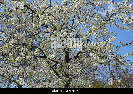De belles fleurs blanches fleurissent sur la cime des arbres d'un cerisier du Mont Fuji, Prunus Serrulata Shirotae, par une journée ensoleillée au printemps. Banque D'Images
