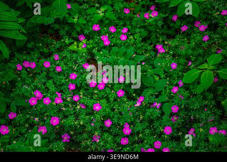Fond avec des fleurs et des feuilles magenta vives, fond abstrait. Banque D'Images