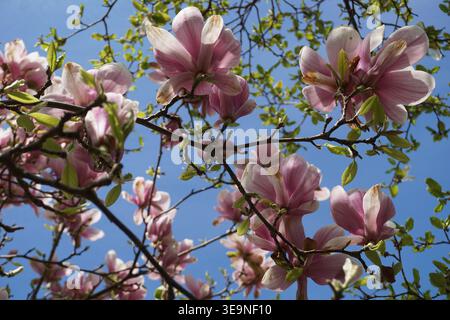 Gros plan de la cime des arbres du magnolia Sprenger depuis un angle vers le haut avec de belles fleurs de magnolia sprengeri roses et blanches fleurissant sur ses branches Banque D'Images
