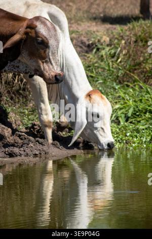 Deux vaches boivent de l'eau d'un étang. Une vache est brune et blanche, et l'autre est blanche Banque D'Images