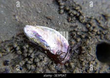 Une coquille est posée sur le sable. La coquille est violette et a une teinte verdâtre. La coquille est partiellement enterrée dans le sable Banque D'Images