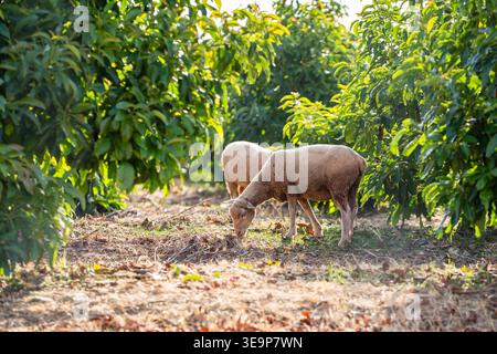 Deux moutons paissent paisiblement sur le sol dans un verger ensoleillé entouré d'arbres verdoyants. Banque D'Images