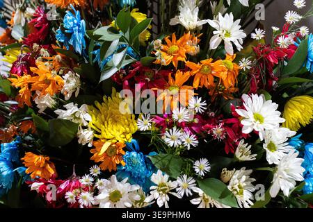 Gros plan d'un arrangement floral vibrant avec des marguerites orange, des chrysanthèmes blancs et des fleurs bleues avec des feuilles vertes dans un compo botanique dense Banque D'Images