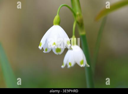 Gros plan sur le flocon de neige d'été, Leucojum aestivum, au printemps. Angleterre. Banque D'Images