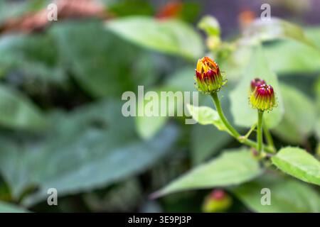 Photographie macro de bourgeons floraux vibrants en transition vers la floraison, affichant des teintes rouges et jaunes complexes. Banque D'Images