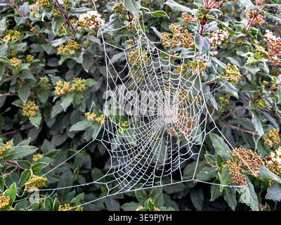 Une toile d'araignée est suspendue à une branche d'arbre. La toile est recouverte de rosée et est très complexe Banque D'Images