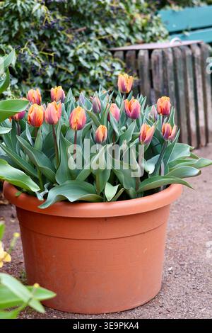 Belles tulipes orange et violettes poussant dans un pot en terre cuite dans un jardin printanier Banque D'Images
