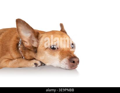 Petit chien isolé couché la tête sur les pattes. Chihuahua détendu regardant la caméra. Langage corporel somnolent ou réfléchissant. Chihuahua cheveux courts femelle, marron Banque D'Images