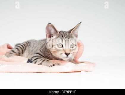 Chaton timide sur couverture avec fond gris. Chat Tabby accroupi sur une couverture avec un langage corporel inquiet ou mal à l'aise. Récemment adopté ou nouvel animal de compagnie. 3 mois ol Banque D'Images