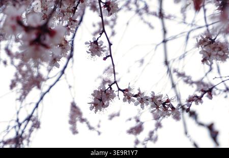 Au printemps, les bourgeons d'abricot fleurissent. Banque D'Images