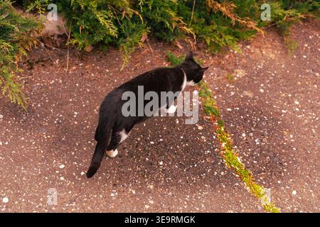 Chat noir marchant le long du chemin de jardin rugueux Banque D'Images