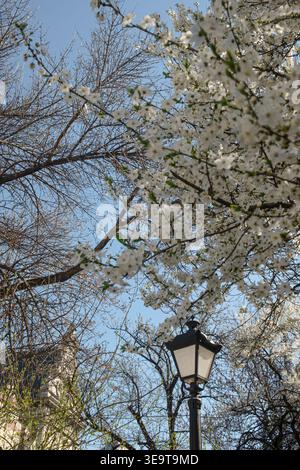 Vue en bas angle des arbres en fleurs avec un lampadaire classique contre un ciel bleu, capturant une atmosphère printanière paisible dans un cadre urbain. Banque D'Images