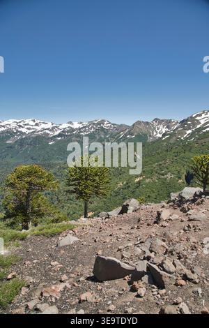 Paysage de parc de montagne au Chili avec des sommets enneigés, des arbres Araucaria et Rocky Foreground Banque D'Images
