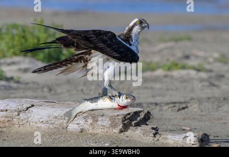 Osprey (Pandion haliaetus) avec un rouget blanc pêché (Mugil curema) perché sur du bois flotté côtier, Galveston, Texas, États-Unis. Banque D'Images