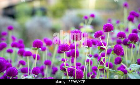 Éclatant globe violet-magenta amarante fleurit sur des tiges minces avec un fond bokeh vert doux. Les têtes de fleurs sphériques créent une composition de jardin audacieuse et colorée. Banque D'Images