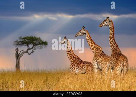 Trois girafes dans le parc national du Kenya sur fond d'un arbre solitaire et d'un ciel orageux le soir Banque D'Images