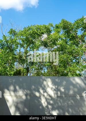 Concept vert vivant avec des arbres luxuriants et la lumière du soleil jetant des ombres sur le mur de béton sur le ciel bleu. Mode de vie durable, environnement respectueux de l'environnement, urbain Banque D'Images