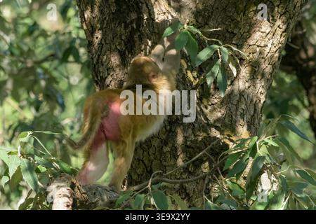 Macaque rhésus ou macaca mulatta étiré sur arbre, Janjehli, Himachal Pradesh, Inde Banque D'Images